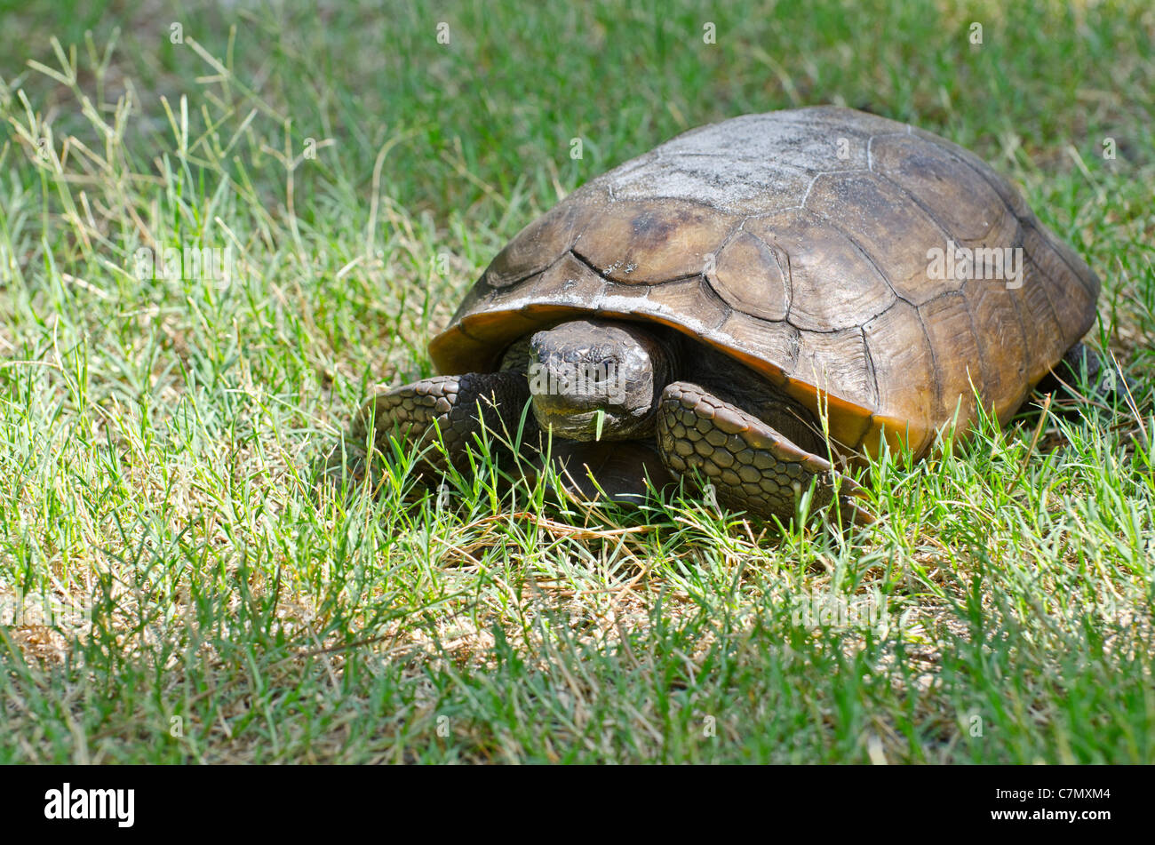 Gopher-Schildkröte (Gopherus Polyphemus) - Florida Stockfoto