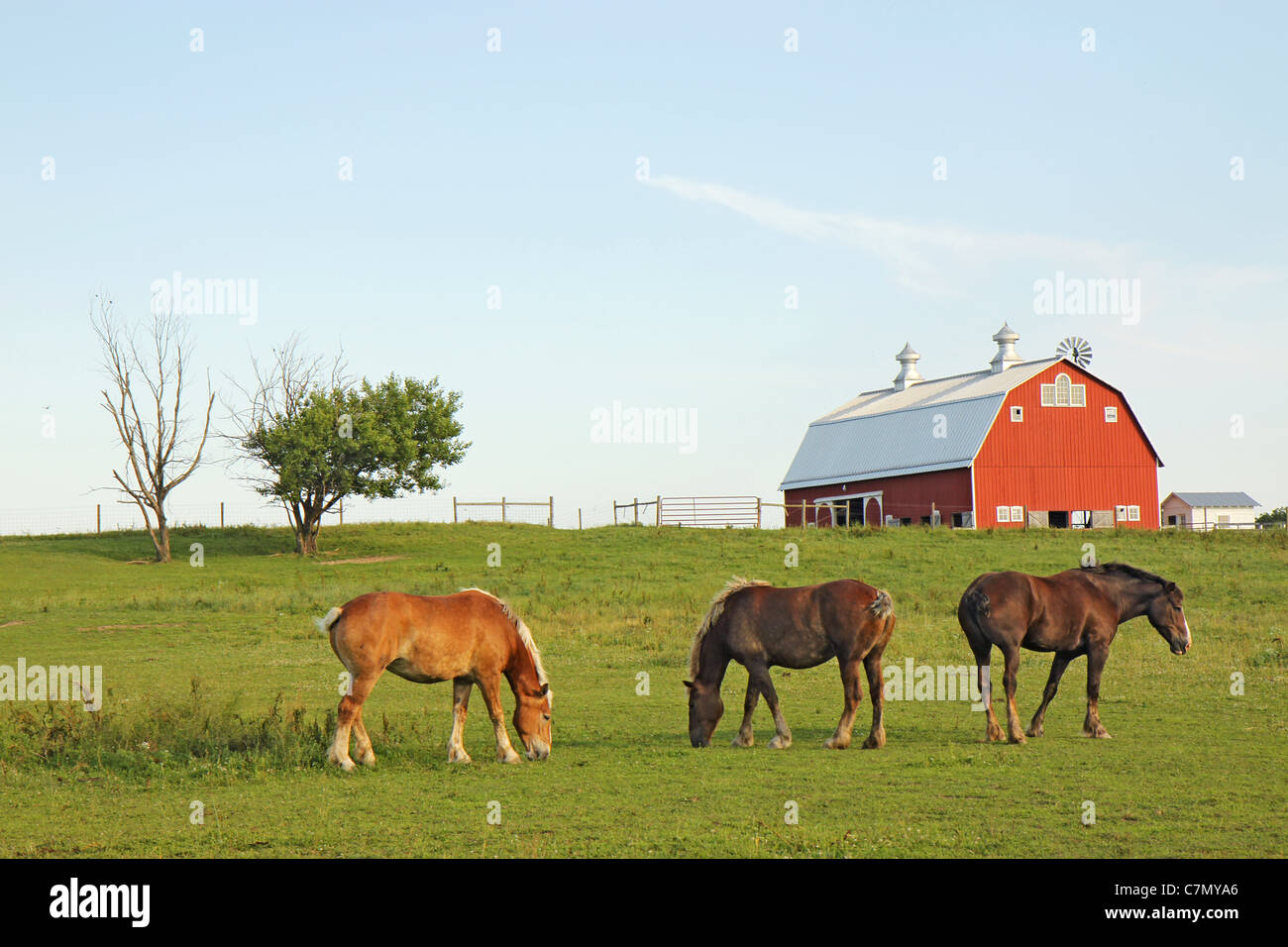 Drei belgischen Entwurf Pferde grasen auf einer Farm im spätere State Park, Tippecanoe County, Indiana, mit grünem Rasen und blauer Himmel Stockfoto