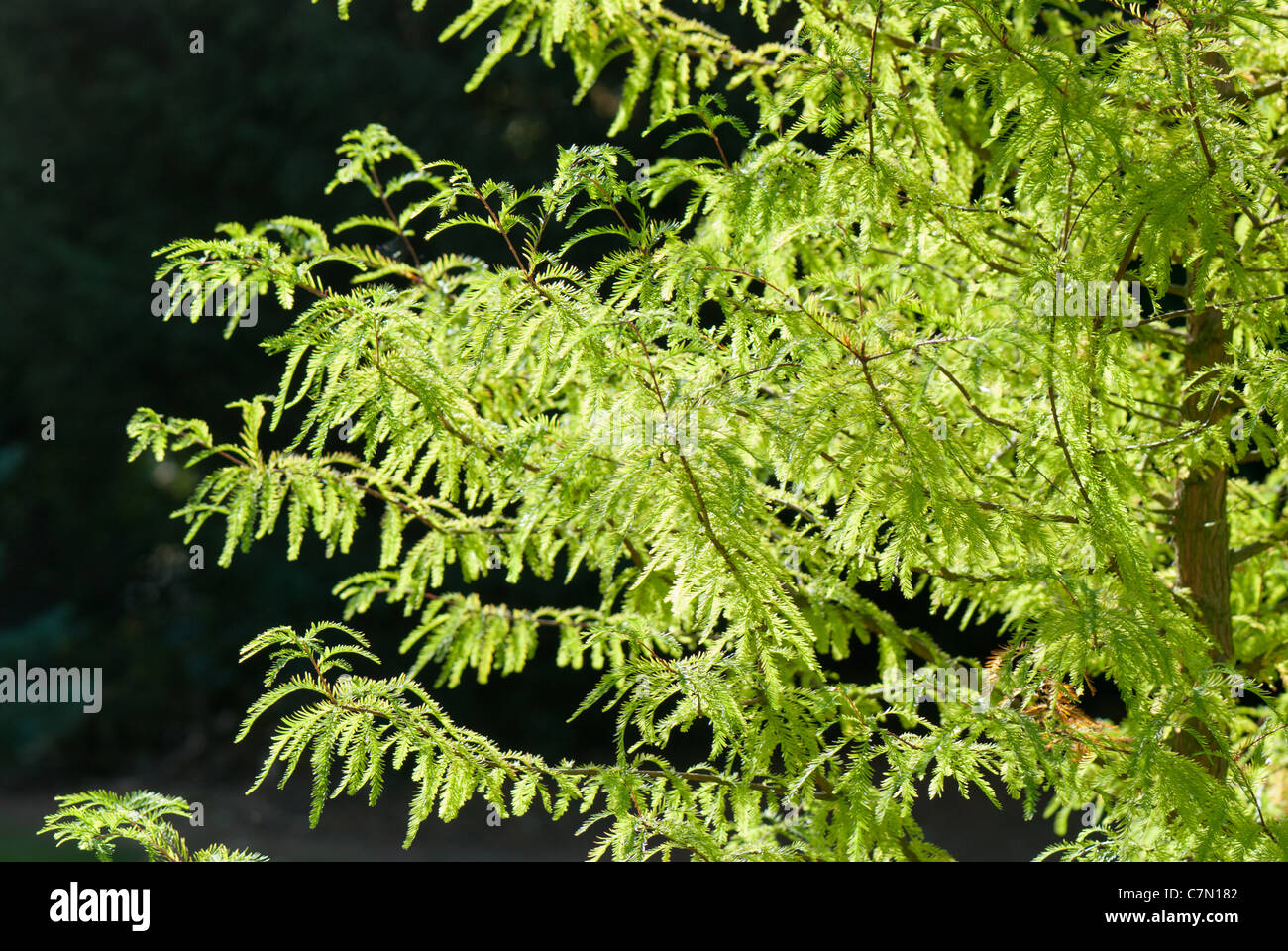 Sumpf-Zypresse Taxodium Distichum taxodiaceae Stockfoto