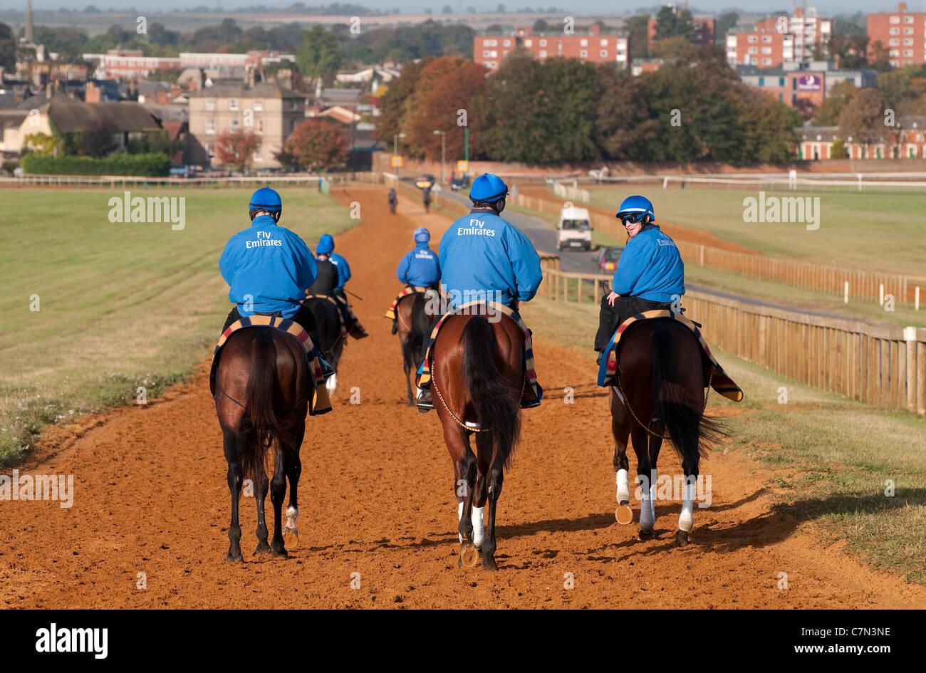 Rennpferde in Newmarket, Suffolk, england Stockfoto