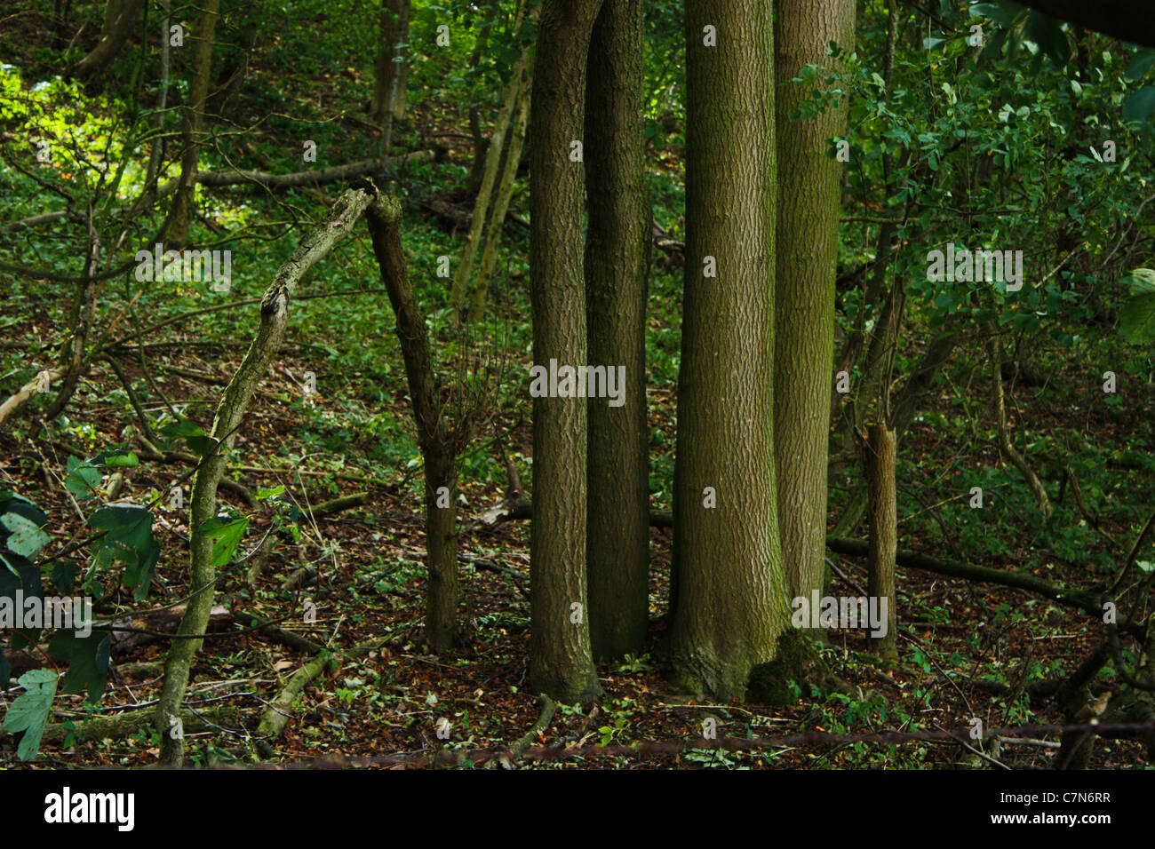 Vier hölzerne "Säulen" im Schloss-Hügel-Holz, Gainsborough, Lincolnshire Stockfoto