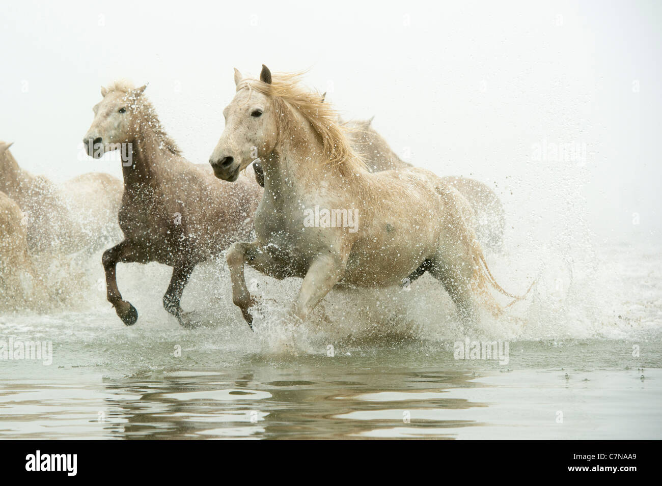 Camargue-Pferde im vollen Galopp durchs Wasser Stockfoto