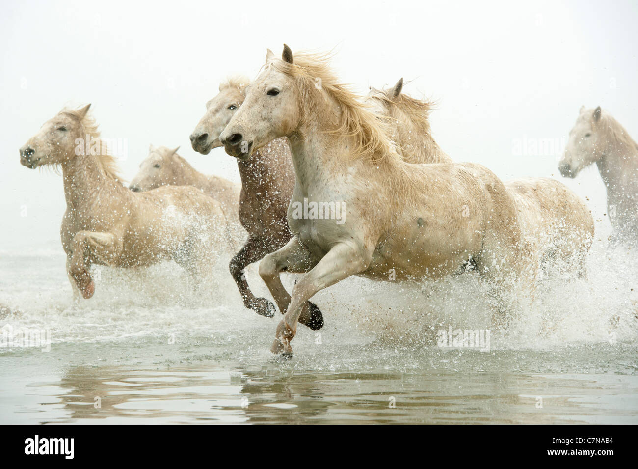 Camargue-Pferde im vollen Galopp durchs Wasser Stockfoto