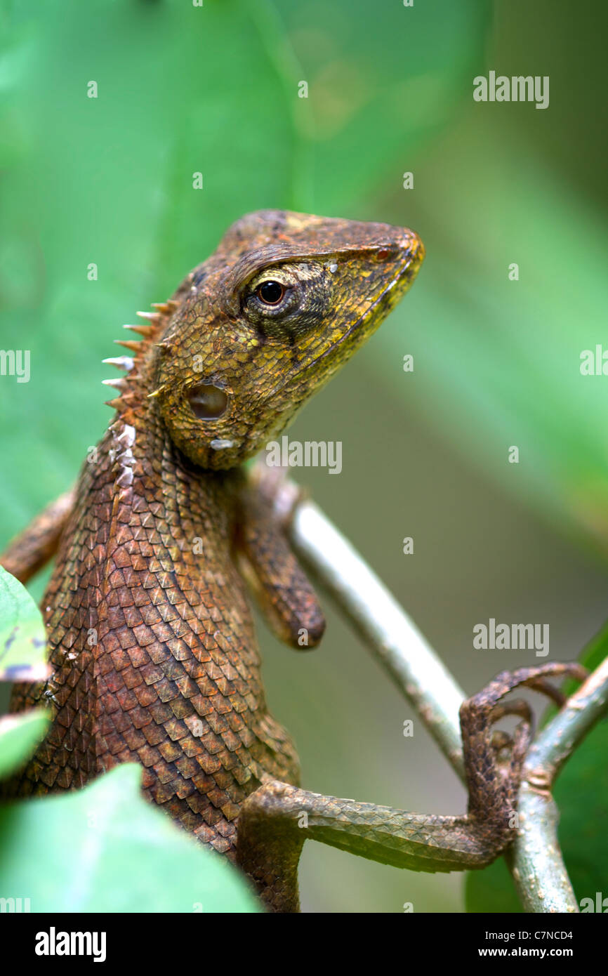 Die Oriental Garden Lizard, östlichen Garten Eidechse oder veränderbar Eidechse (Calotes versicolor) Stockfoto
