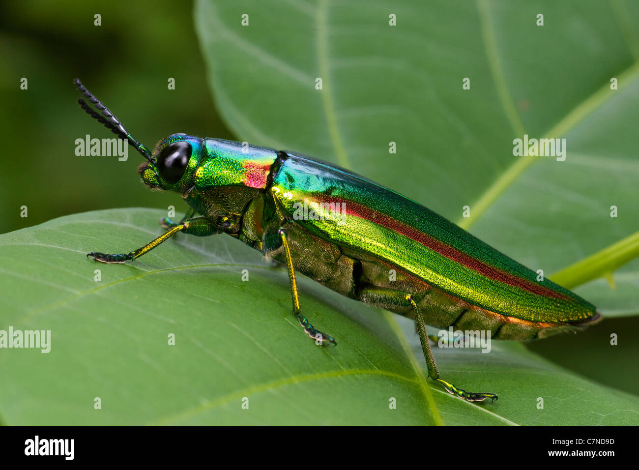 Chrysochroa Rajah Thailandica der Familie Buprestidae, Stockfoto