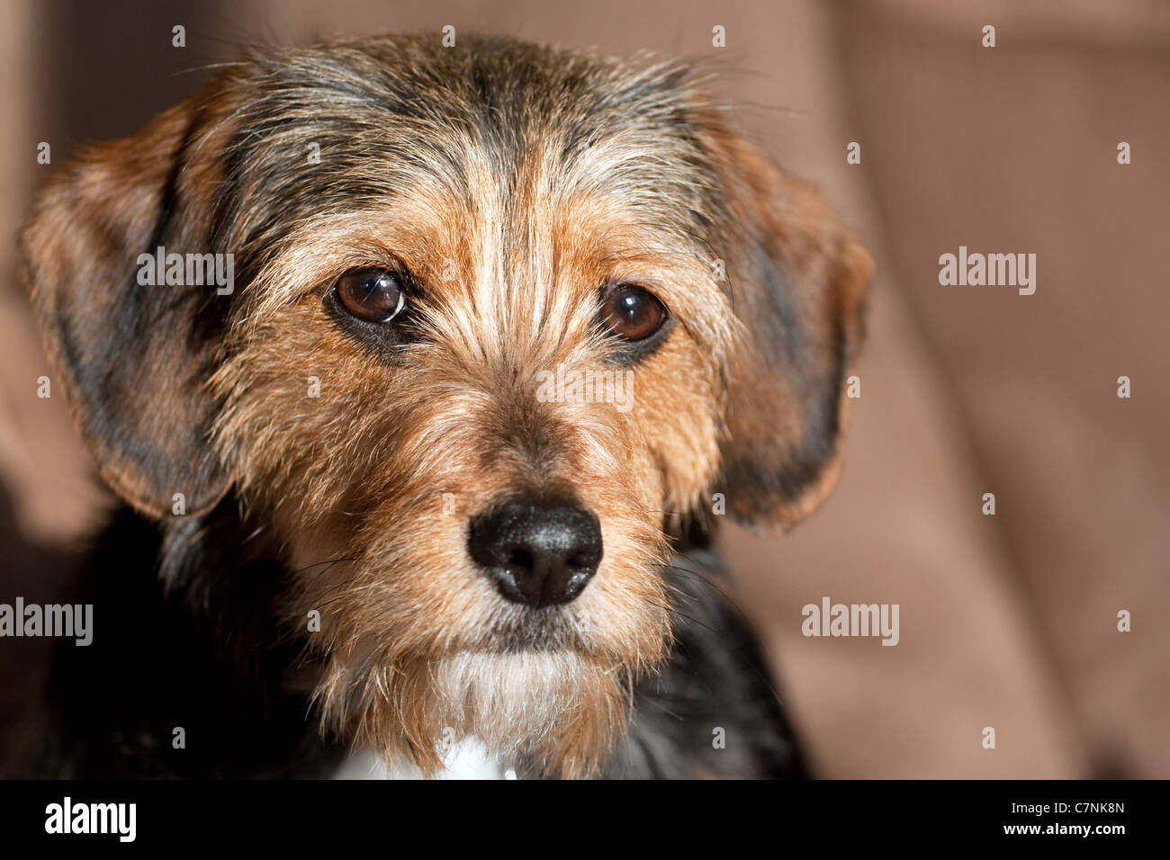 Porträt eines jungen Yorkshire Terrier Beagle Mix Hund. Geringe Schärfentiefe. Stockfoto