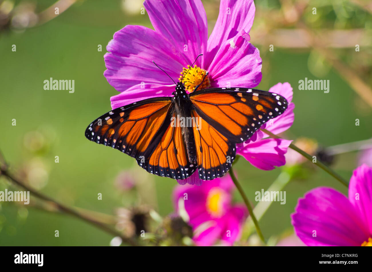 wunderschönen Monarchfalter auf eine Blume Blüte Stockfoto