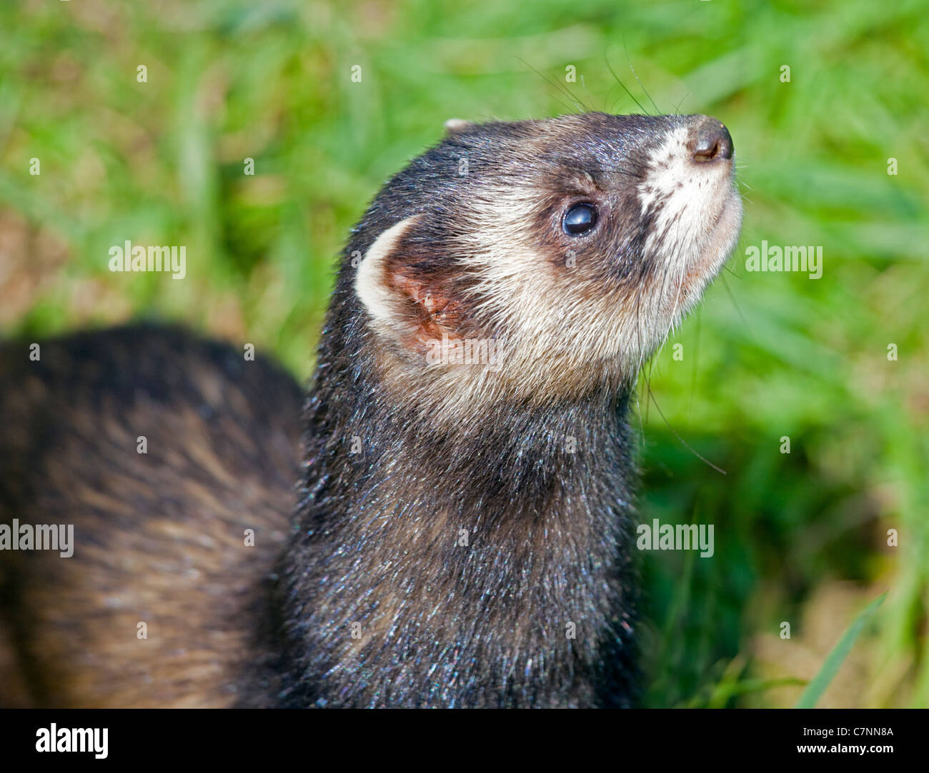 Europäischer Iltis (Mustela Putorius), UK Stockfoto