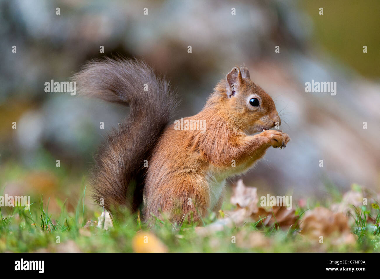 Eichhörnchen Essen Stockfoto