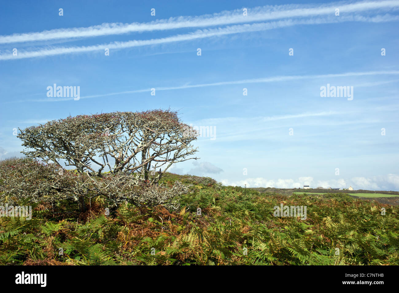 Eine verkümmerte und verdrehten Baum in der kornischen Landschaft Stockfoto