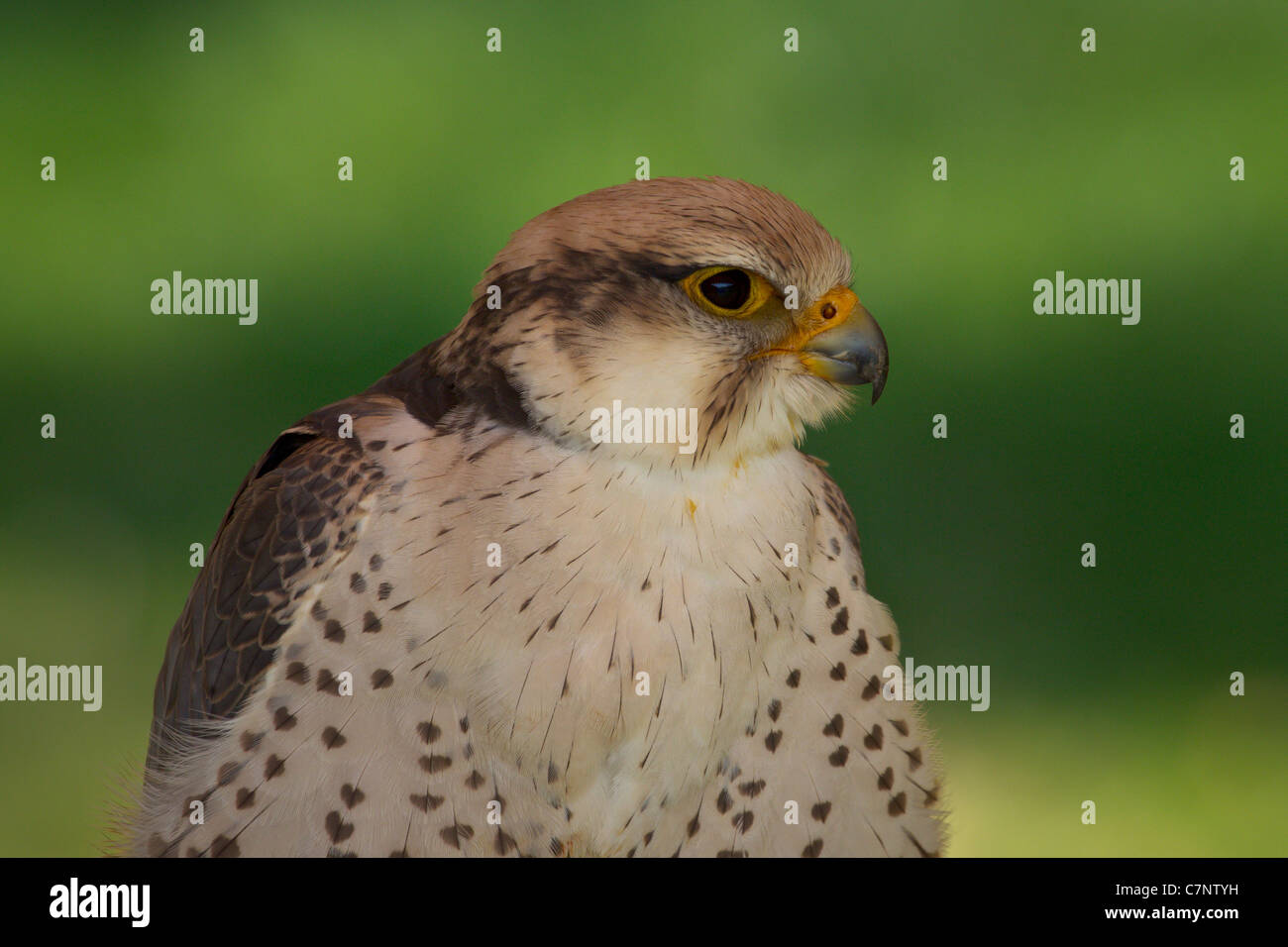 Falco Biarmicus GREIFVOGEL Lanner Lanner Falcon Lannerfalke Auge Birds Of Prey Falke Greife Porträt Raptor Schnabel Stockfoto