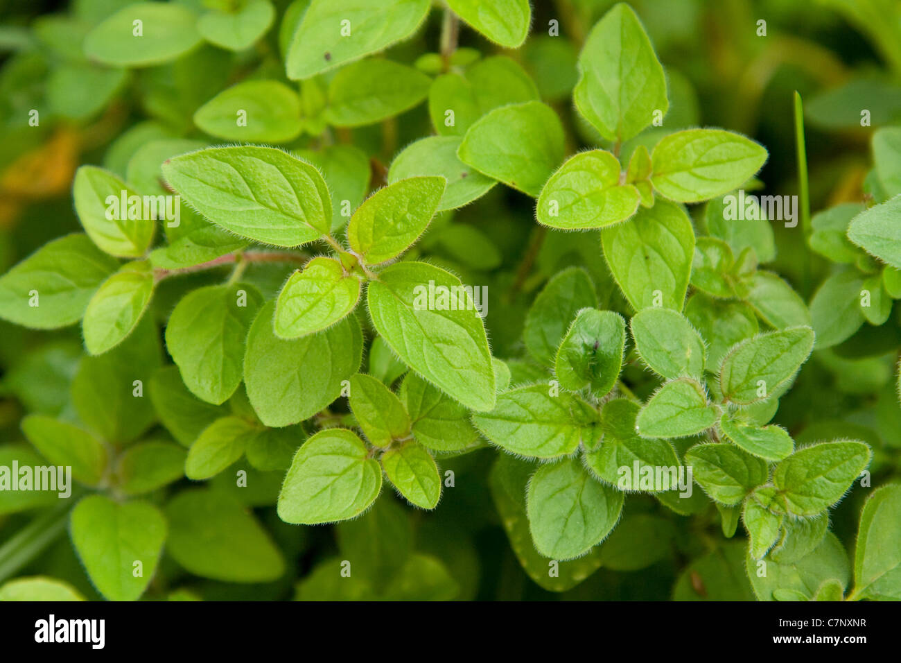 Oregano wächst Stockfoto