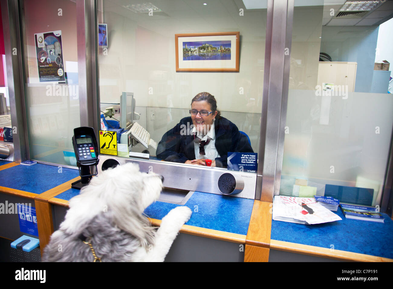 Bearded Collie (Bewegung auf Hund) Kauf, Kauf Tickets bei Stirling Schiene Station Dame lächelnd an Haustier vor Reise Stockfoto