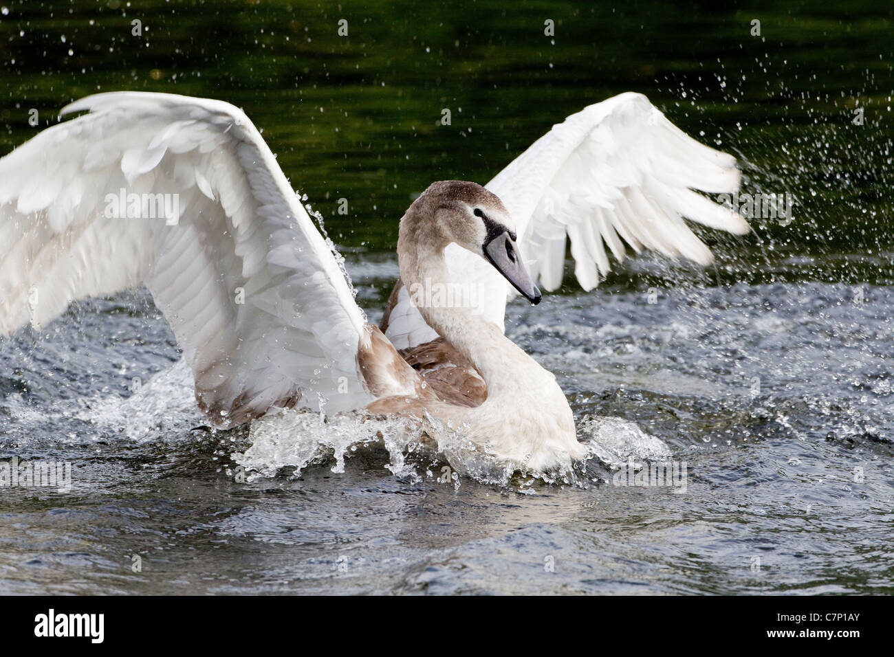 Juvenile Höckerschwan Cygnus Solar 6 Monate alt und Baden mit Flügeln zu schlagen Stockfoto