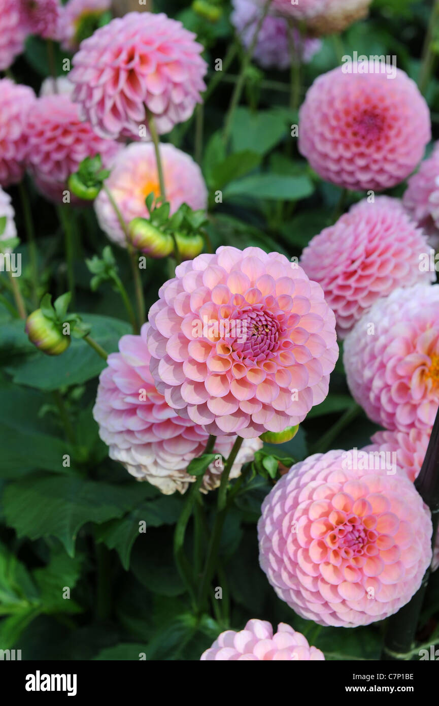 Dahlie Hamari rose Stockfoto