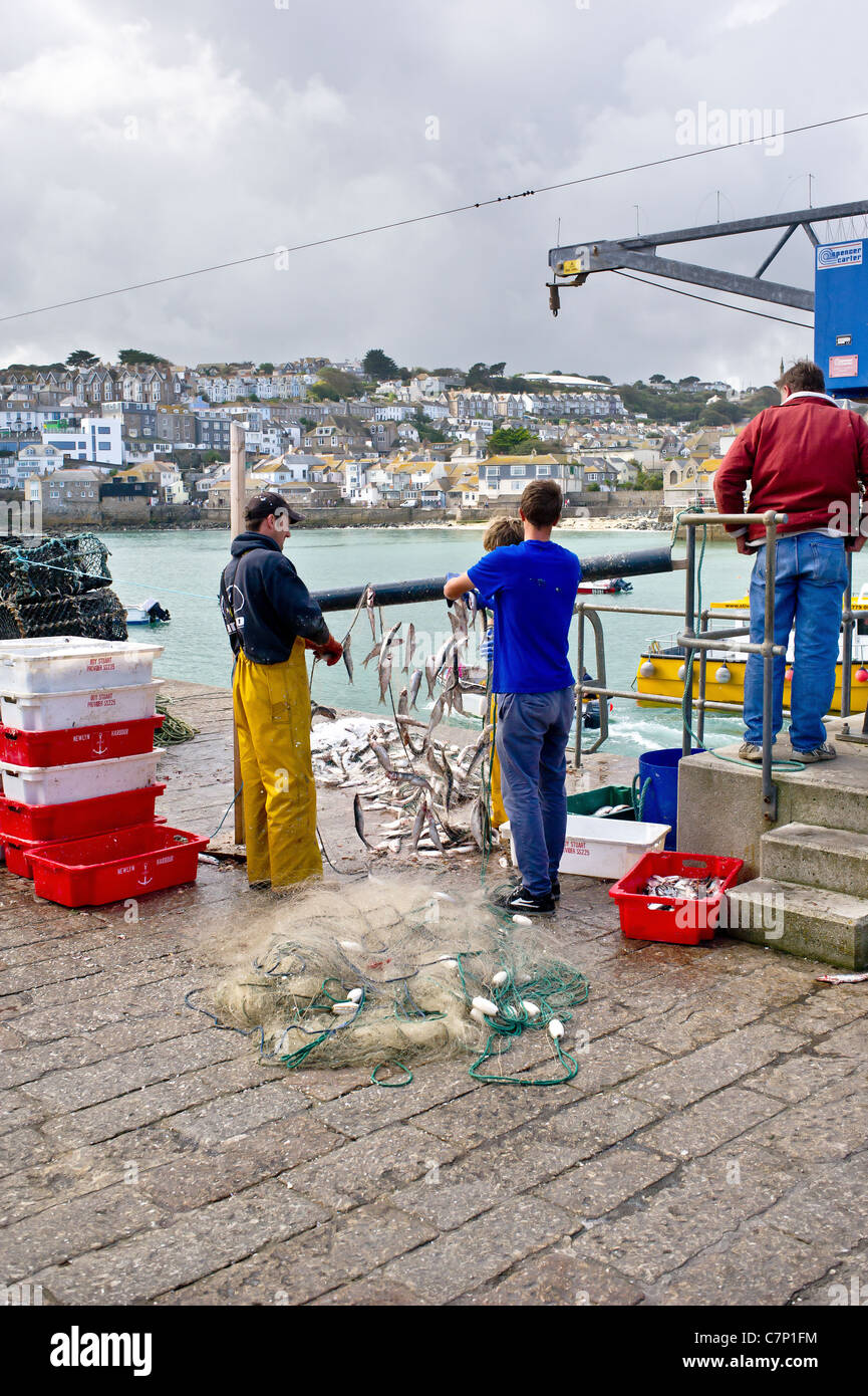 Fischer entfernen Hering aus einem Netz im Hafen von St Ives in Cornwall Stockfoto