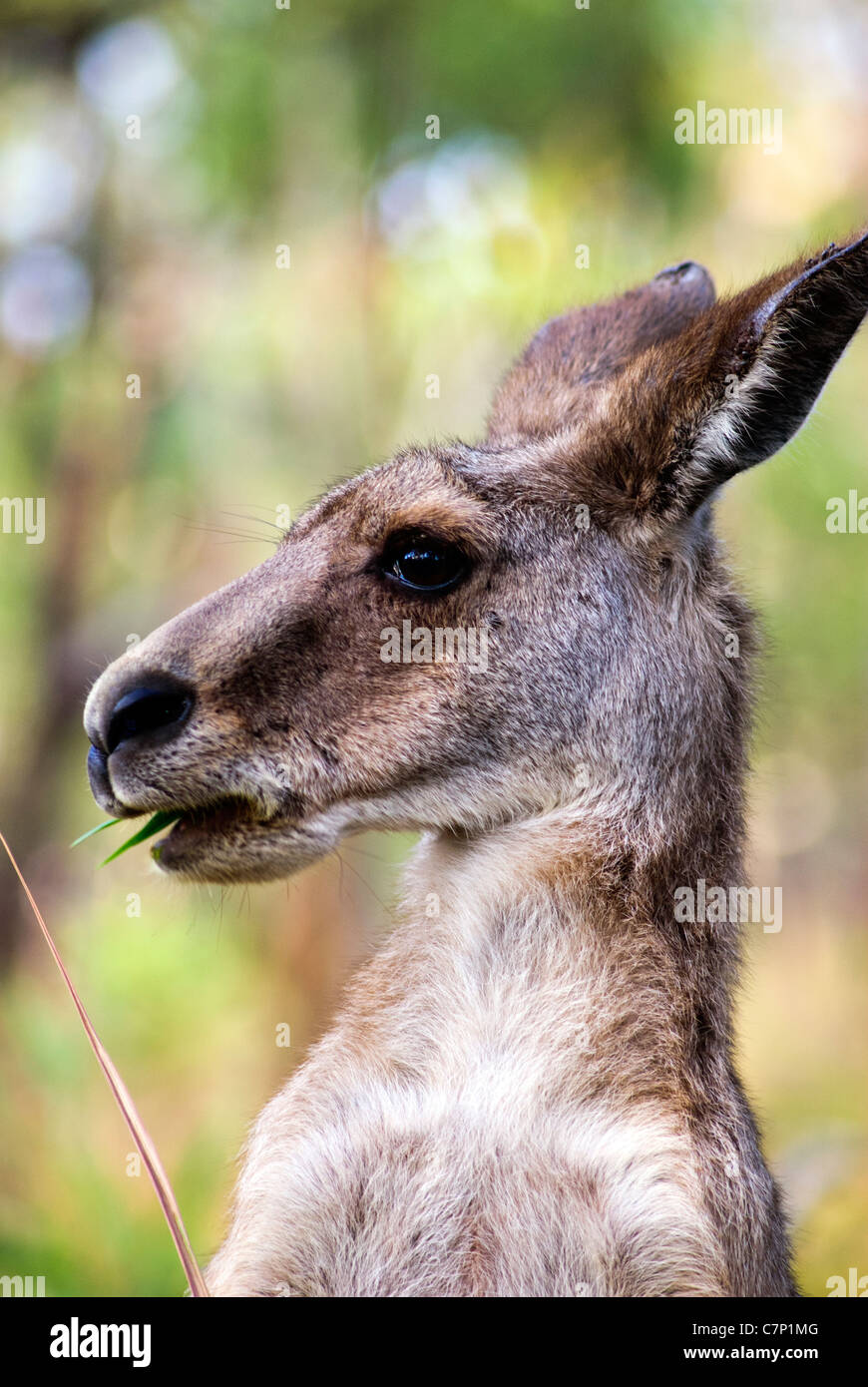 Kangaroo - Undara Volcanic National Park Stockfoto