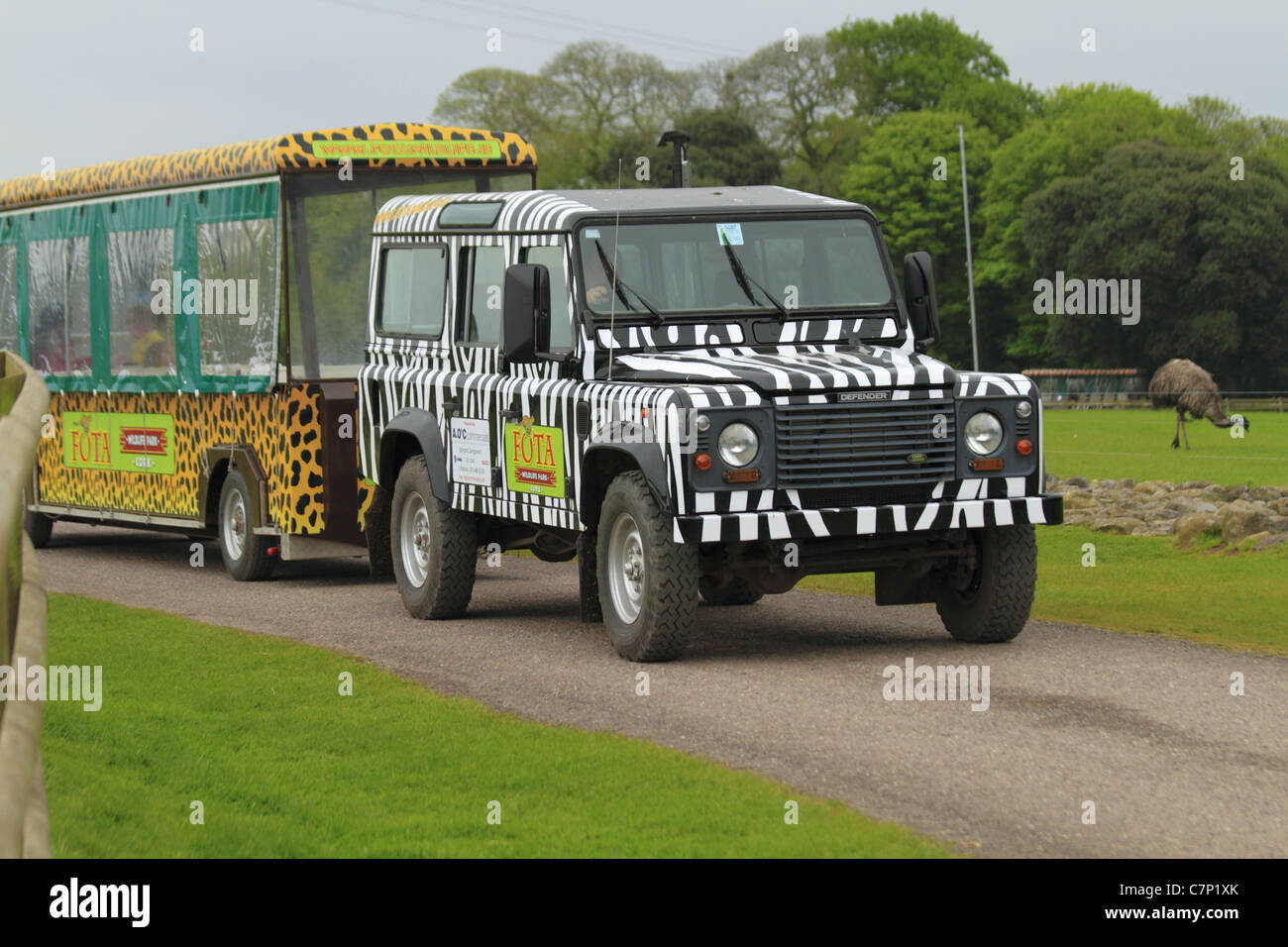 Eine Landrover-Safari-Fahrzeug in Zebra print Markierungen Fota Wildlife Park, Co Cork, Rep of Ireland. Stockfoto