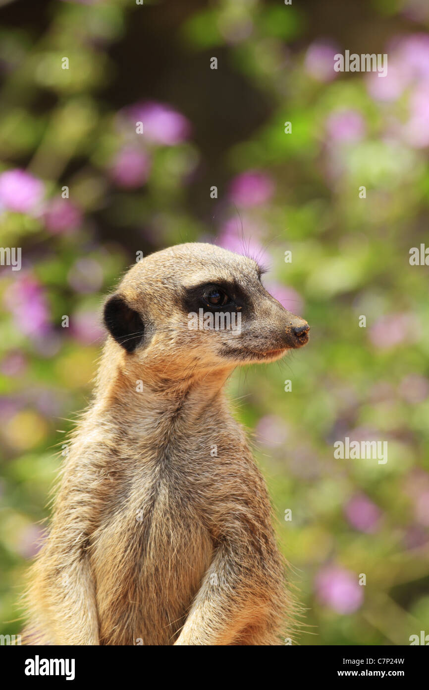 Ein Erdmännchen hält Wache inmitten der Sommer blüht im Port Lympne Tier- und Wildlife Park in Kent, England. Stockfoto