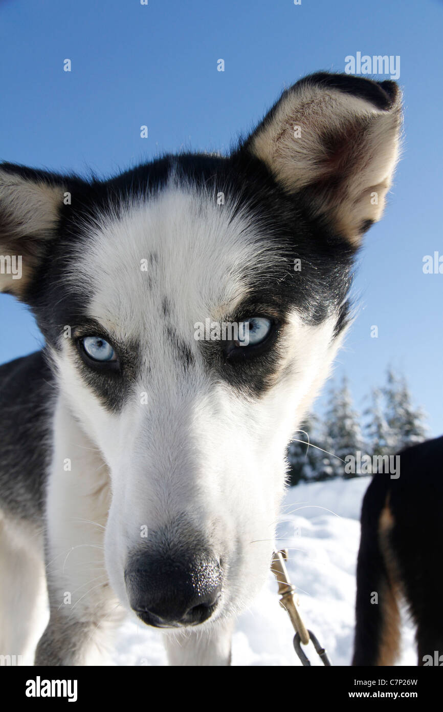 Alaska Eskimo Hunde Stockfotos und -bilder Kaufen - Alamy