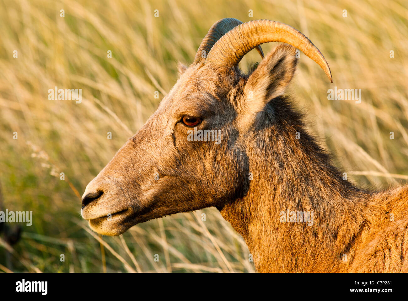 Detailansicht einer Bighorn Schafe in den Badlands Nationalpark in South Dakota. Stockfoto