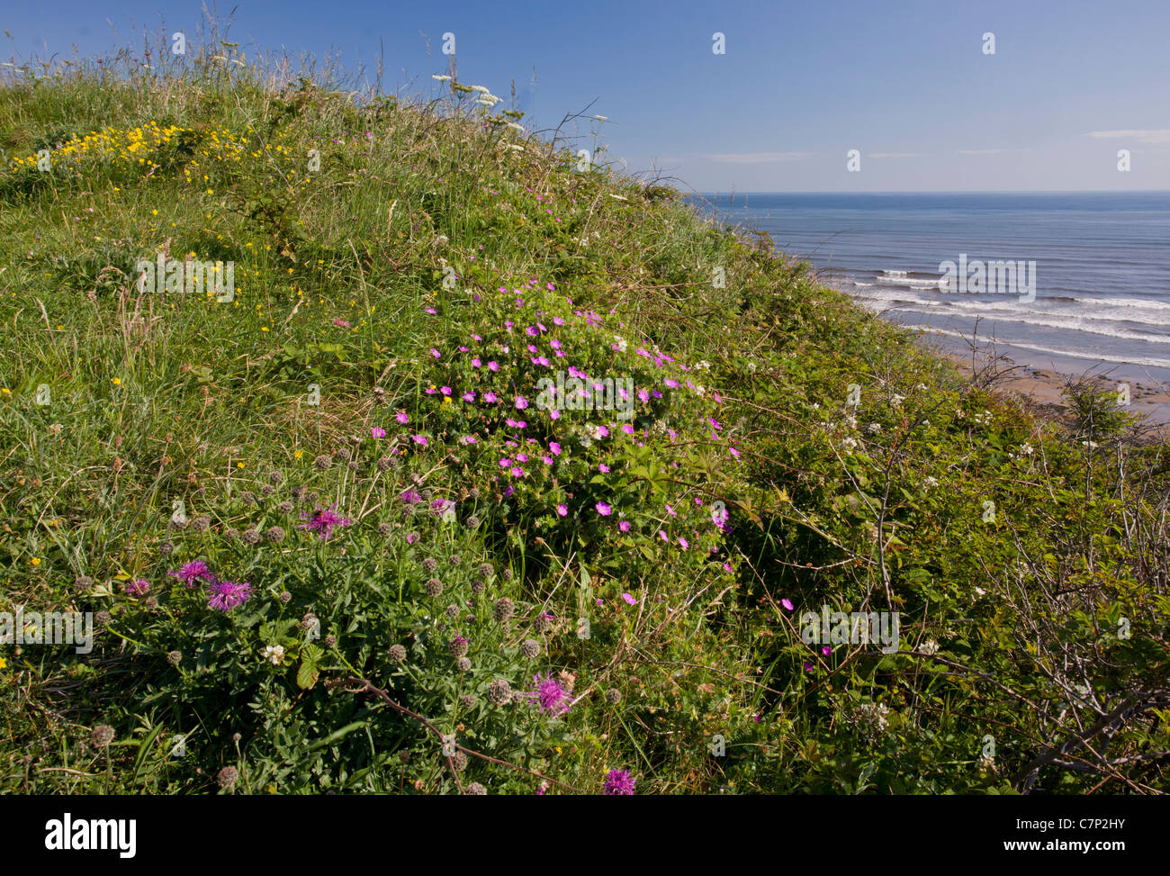 Cliff Top Blumen, einschließlich Bloody Cranesbill, am Kreuz Gill oder Crimdon Nordwiese. Magnesiumhaltiger Kalkstein Website, Durham Küste Stockfoto