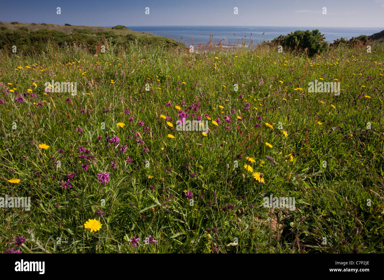 Blumige Klippe Grünland mit Betony am Kreuz Gill oder Crimdon Nordwiese. Magnesiumhaltiger Kalkstein Website, Nord-Durham Stockfoto