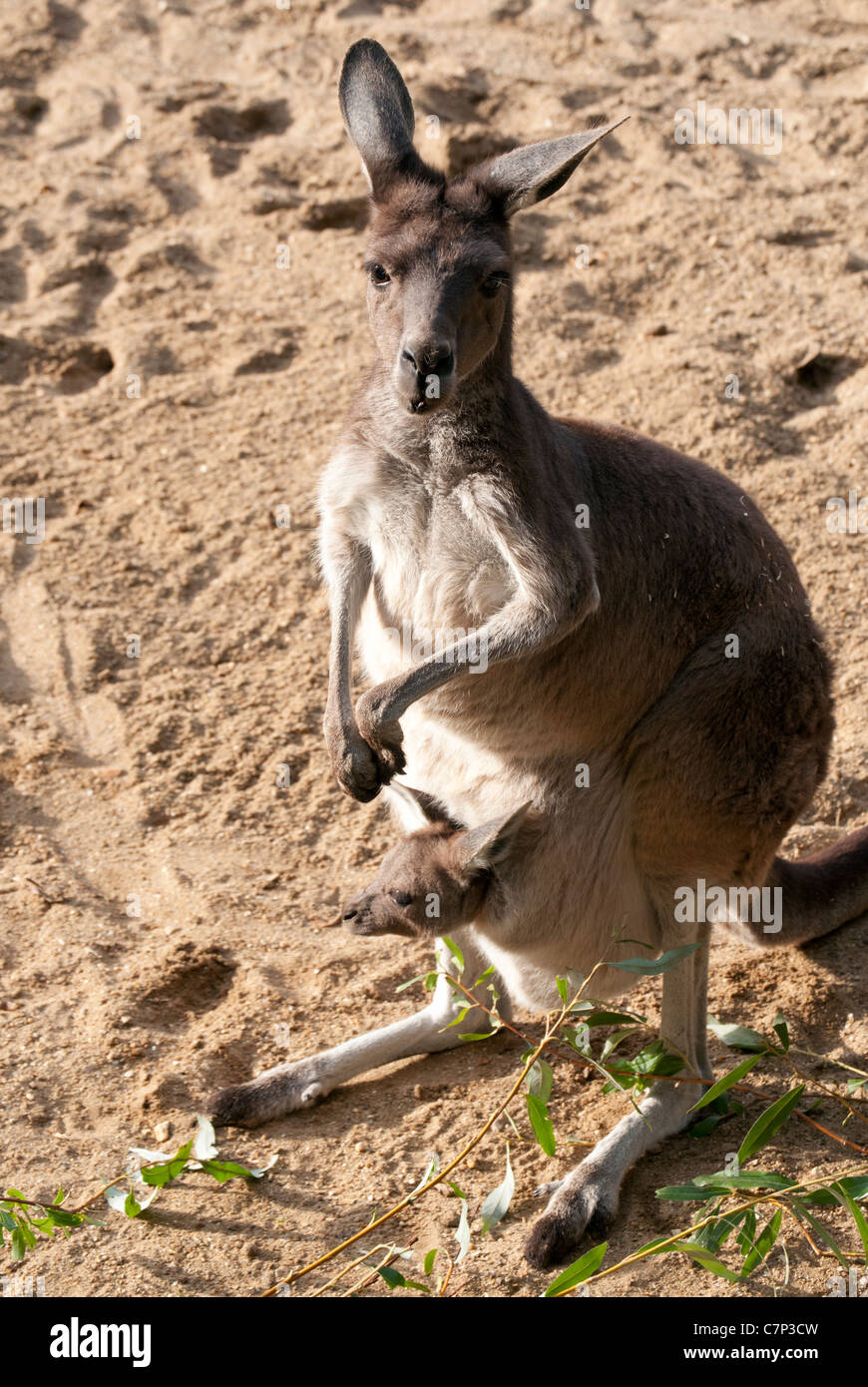 Westliche graue Känguru mit baby Stockfoto
