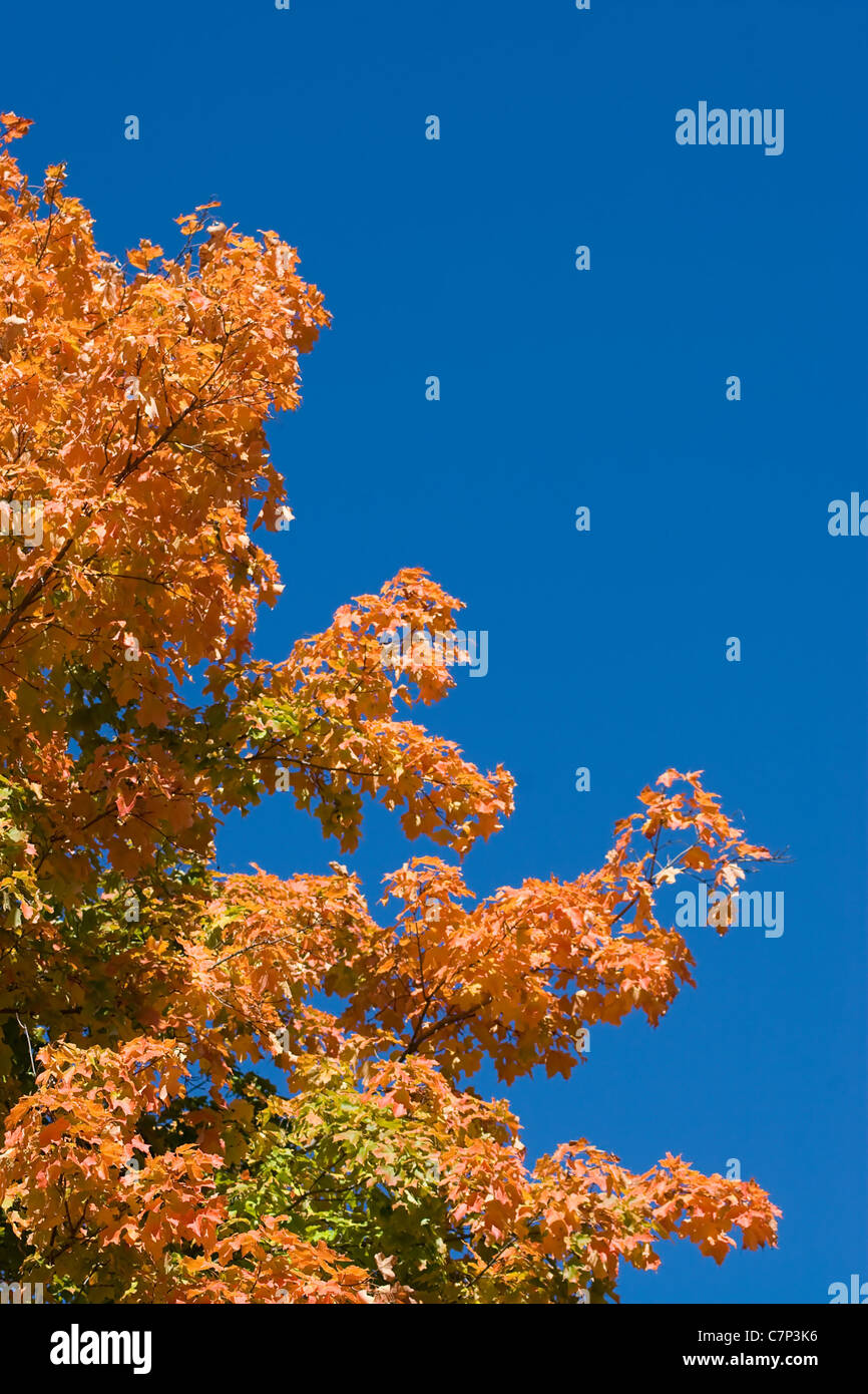 Die leuchtenden Farben des Herbstes wie auf einem Baum gefunden in New England zu sehen. Es gibt viele Exemplar. Stockfoto