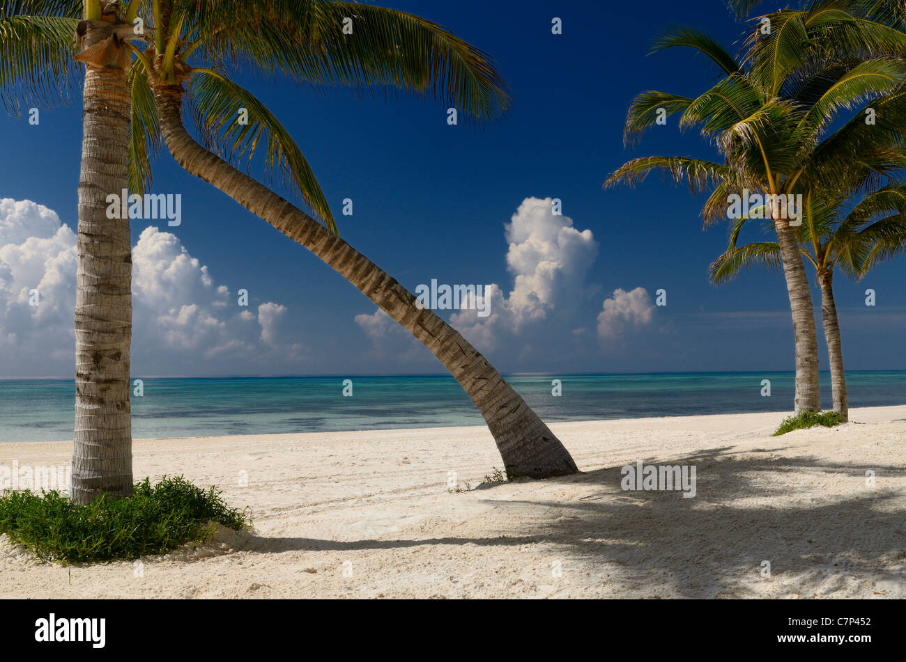 Leere Golf von Mexiko Strand mit Kokospalmen in der mexikanischen Riviera Maya Stockfoto