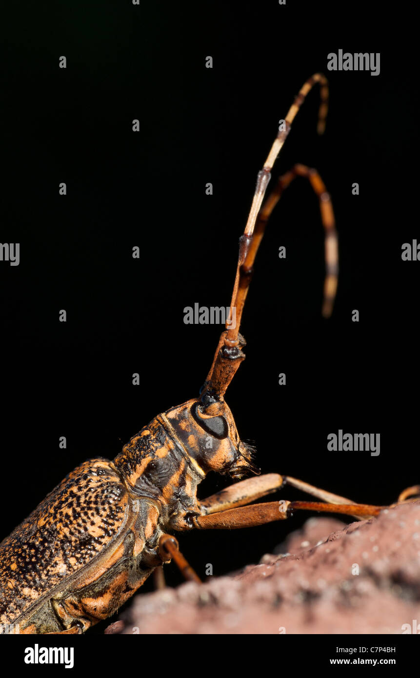 Wilde Longhorn Beetle von Arten Pharsalus Subgemmata. Fotografiert in Mae Wong Nationalpark, Thailand. Stockfoto