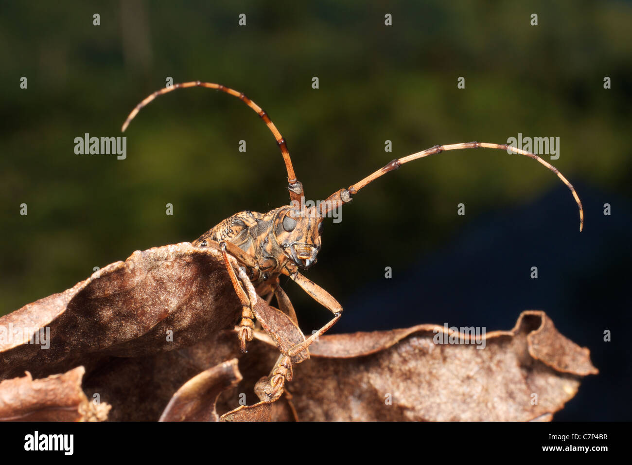Wilde Käfer von Arten Pharsalus Subgemmata. Fotografiert in Mae Wong Nationalpark, Thailand. Stockfoto