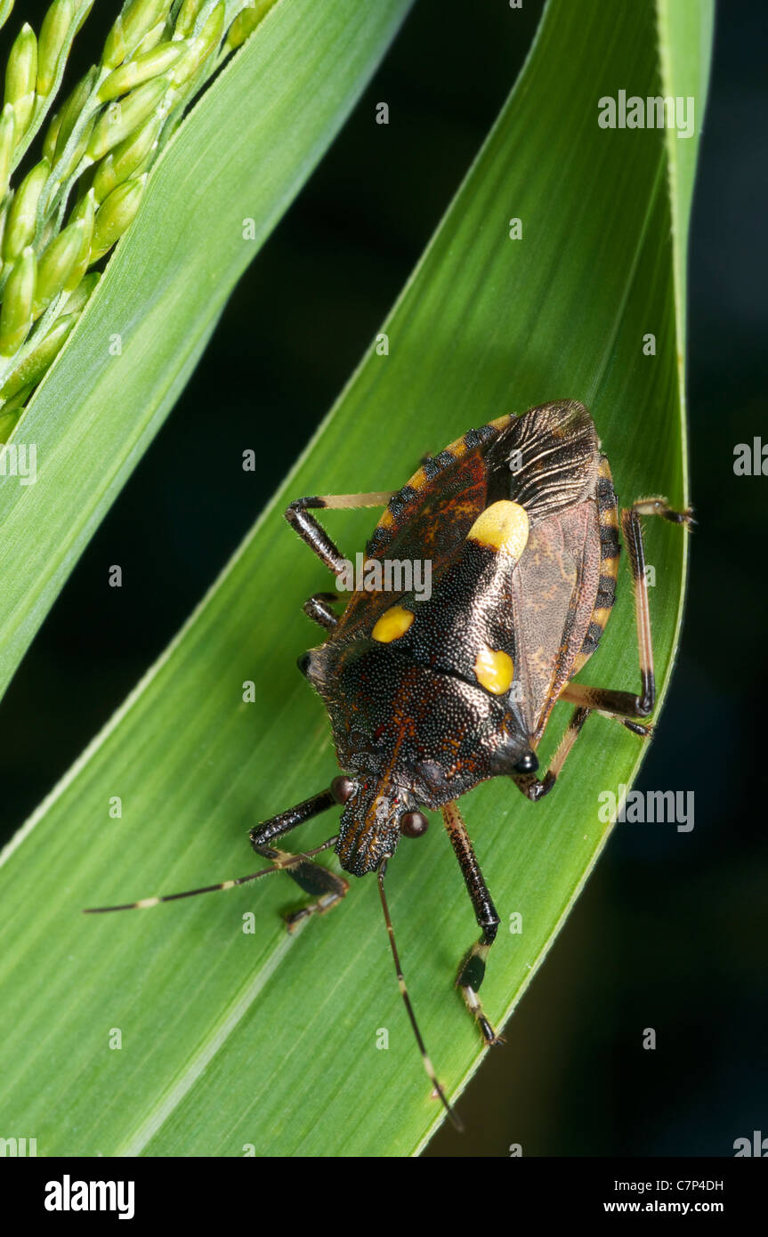 Tessaratomidae ist eine Familie von True Bugs. Tessaratomids ähneln