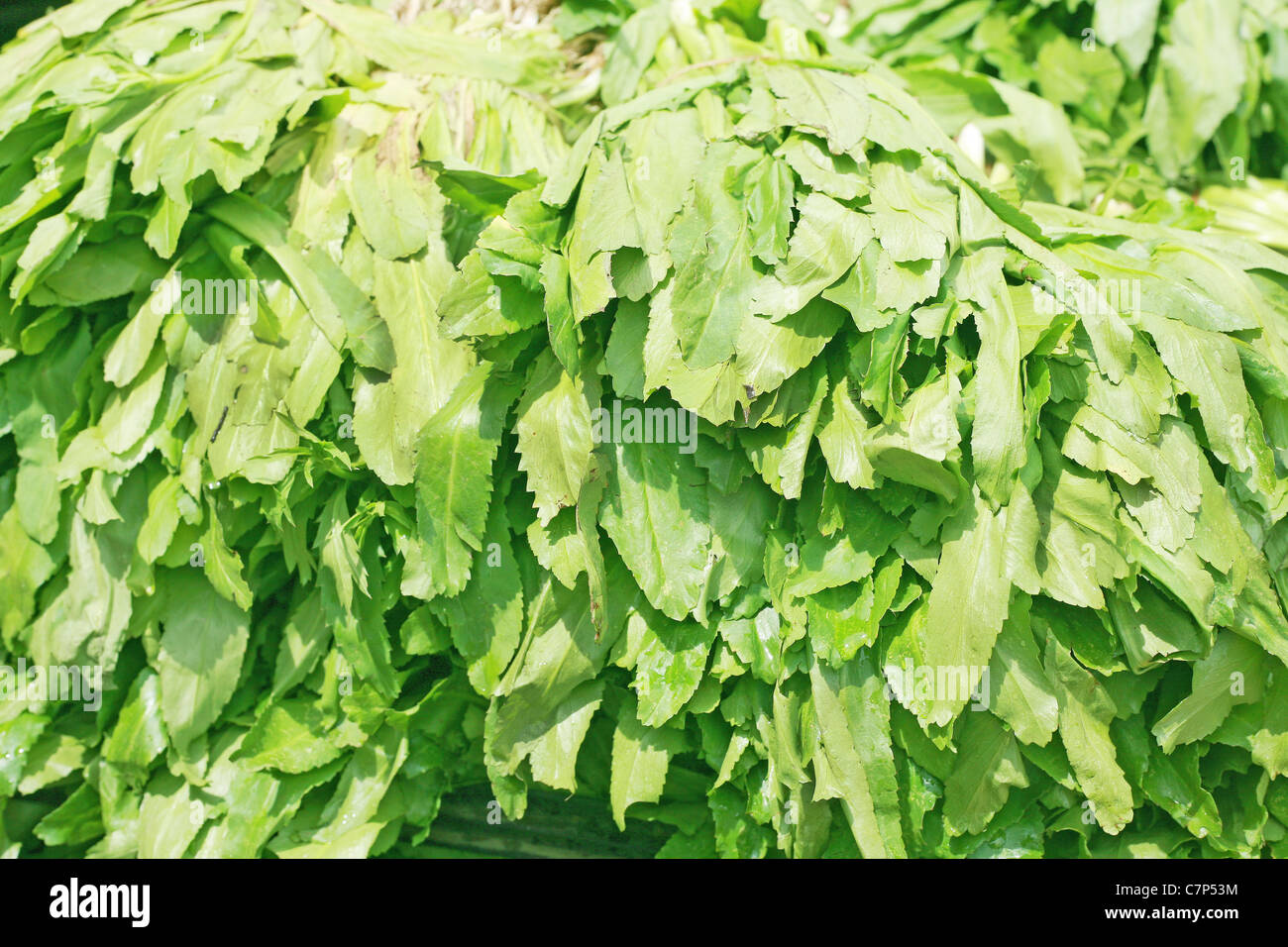 Sägezahn-Koriander - Eryngium Foetidum Hintergrund Stockfoto