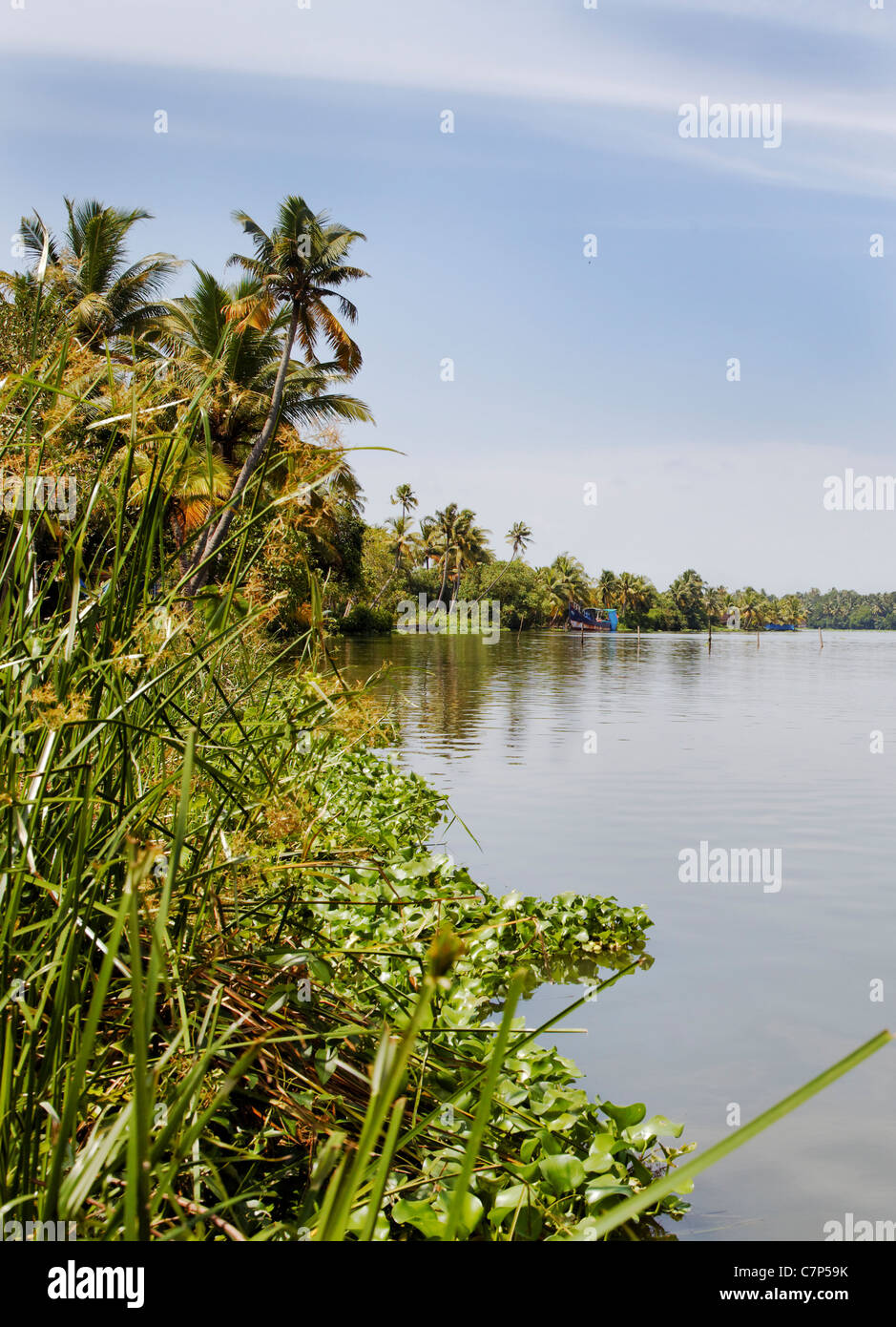 Hochformat Querformat der Stillgewässer auf den Backwaters von Kerala, Indien durch große, üppige grüne Reed Grass. Mitte Tag, sonnig Stockfoto