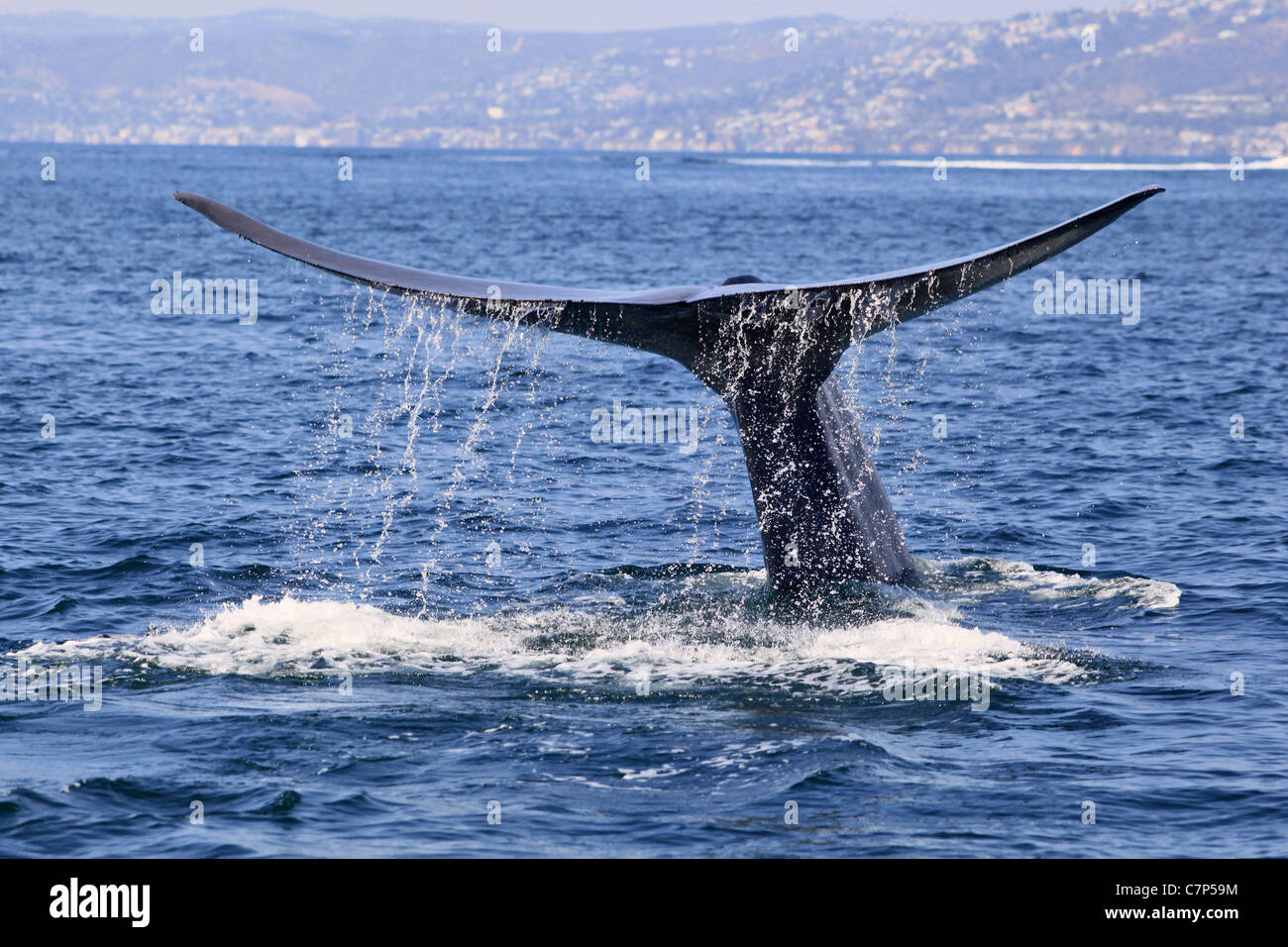 Der Schweif eines Blauwals tropft Wasser, nach dem Tauchen in Orange County, Kalifornien Stockfoto