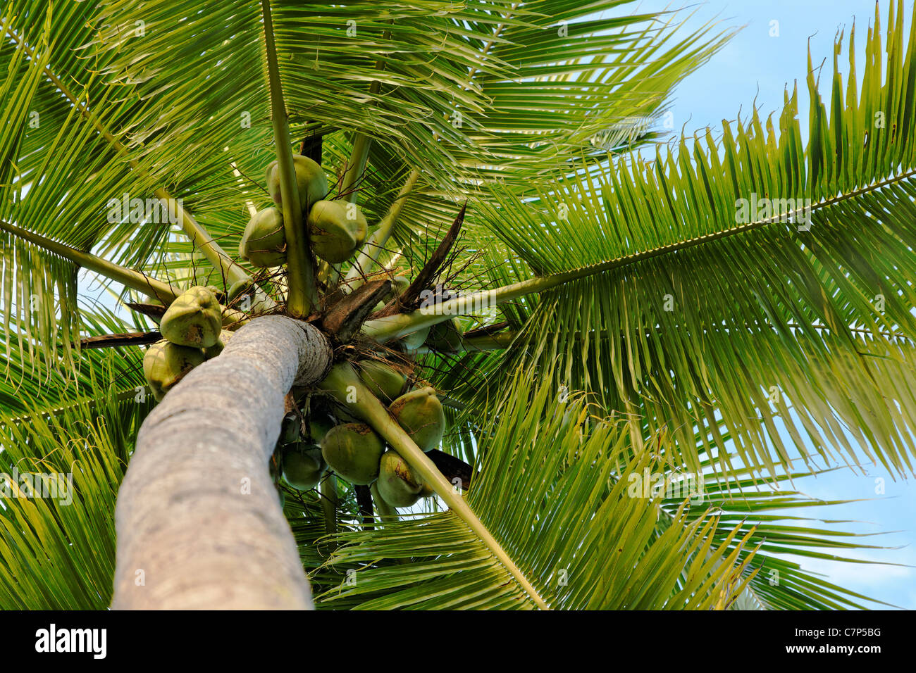 Landschaft eine Kokospalme zeigt Kokosnüsse und Zweige gegen einen bewölkten Himmel horizontale Ernte Raum nachschlagen Stockfoto