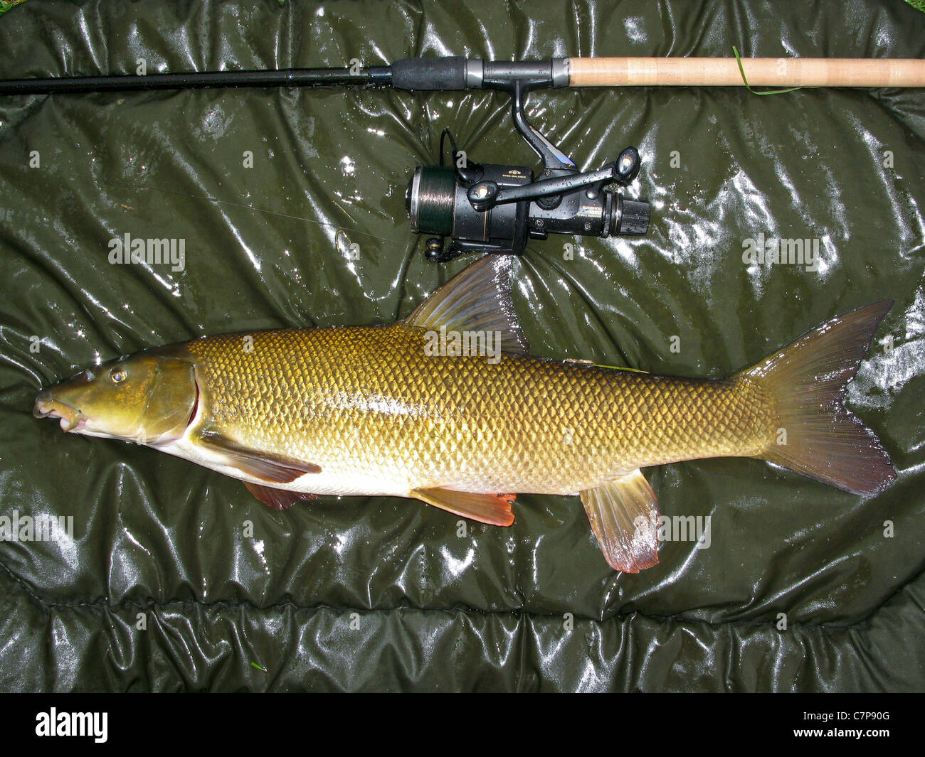 Matte Barbe Barbe beller -Fotos und -Bildmaterial in hoher Auflösung – Alamy
