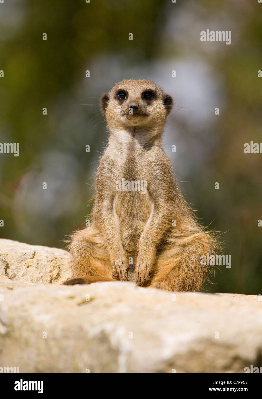 Schlank - Tailed Meerkat Suricata Suricatta Captive einzigen Erwachsenen sitzen auf einem Felsen Marwell Zoo, UK Stockfoto