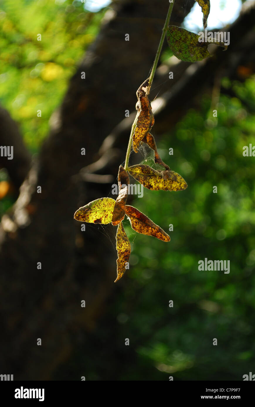 welkes Blatt Nahaufnahme Stockfoto