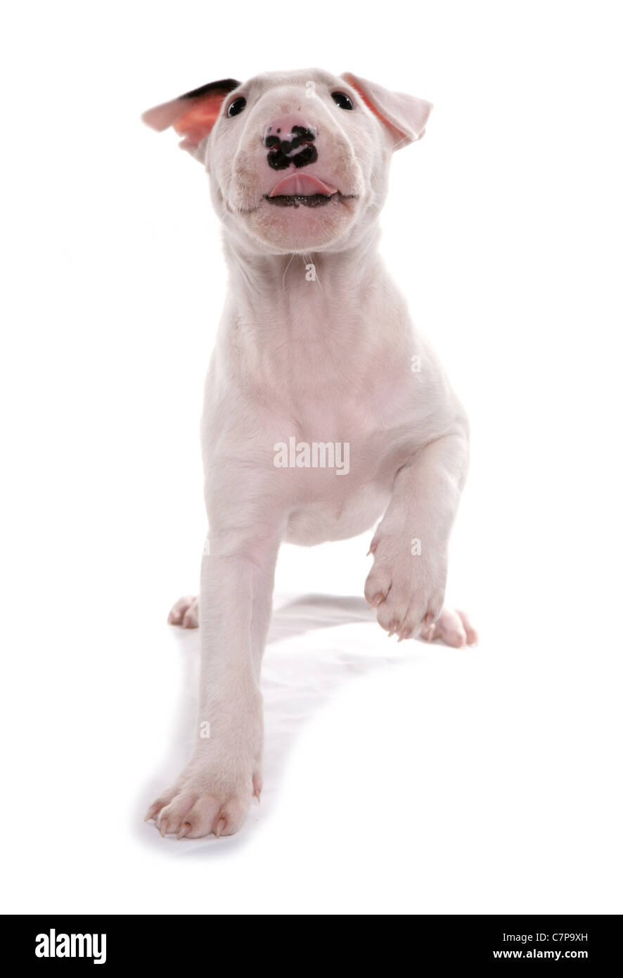 English bull Terrier einzelne Welpen in einem Studio UK Stockfoto
