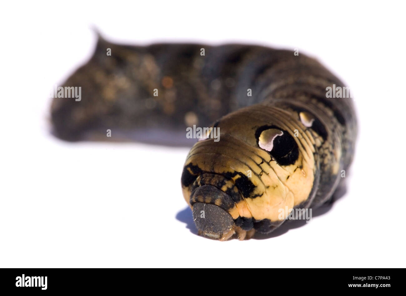 Elephant Hawk-Moth Raupe Deilephila Elpenor Larve in einem Studio UK Stockfoto