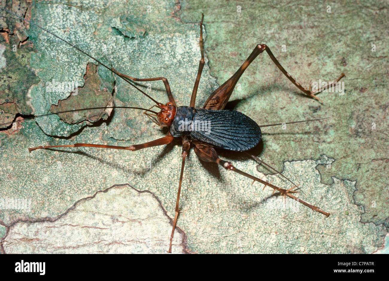 Afrikanische Höhle Cricket (Phaeophilacris Spektrum: Gryllidae) Männer mit extrem langen Antennen Kenia. Stockfoto
