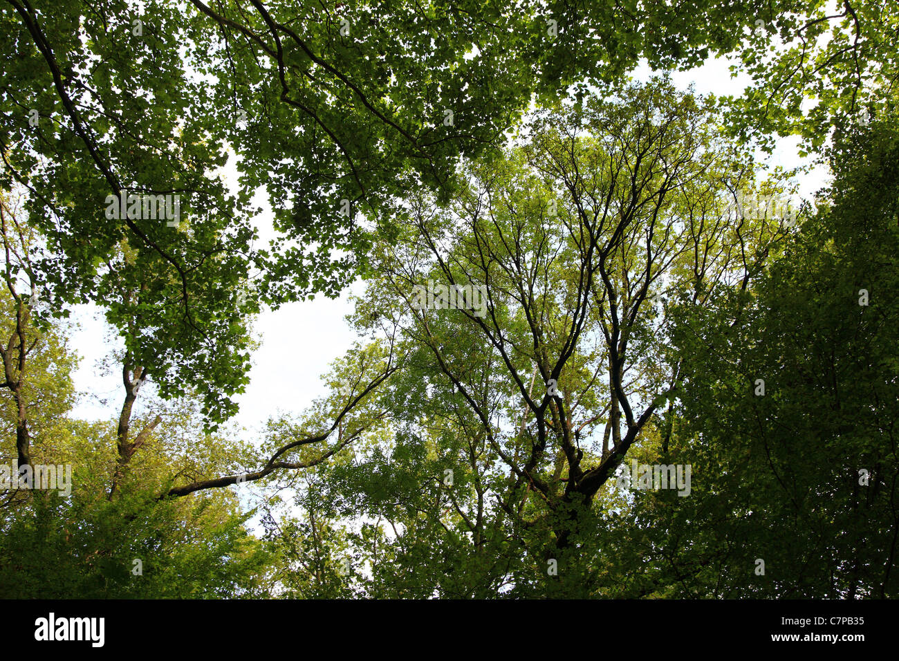Wald, Bäume, Baldachin, Laubbäume. Stockfoto
