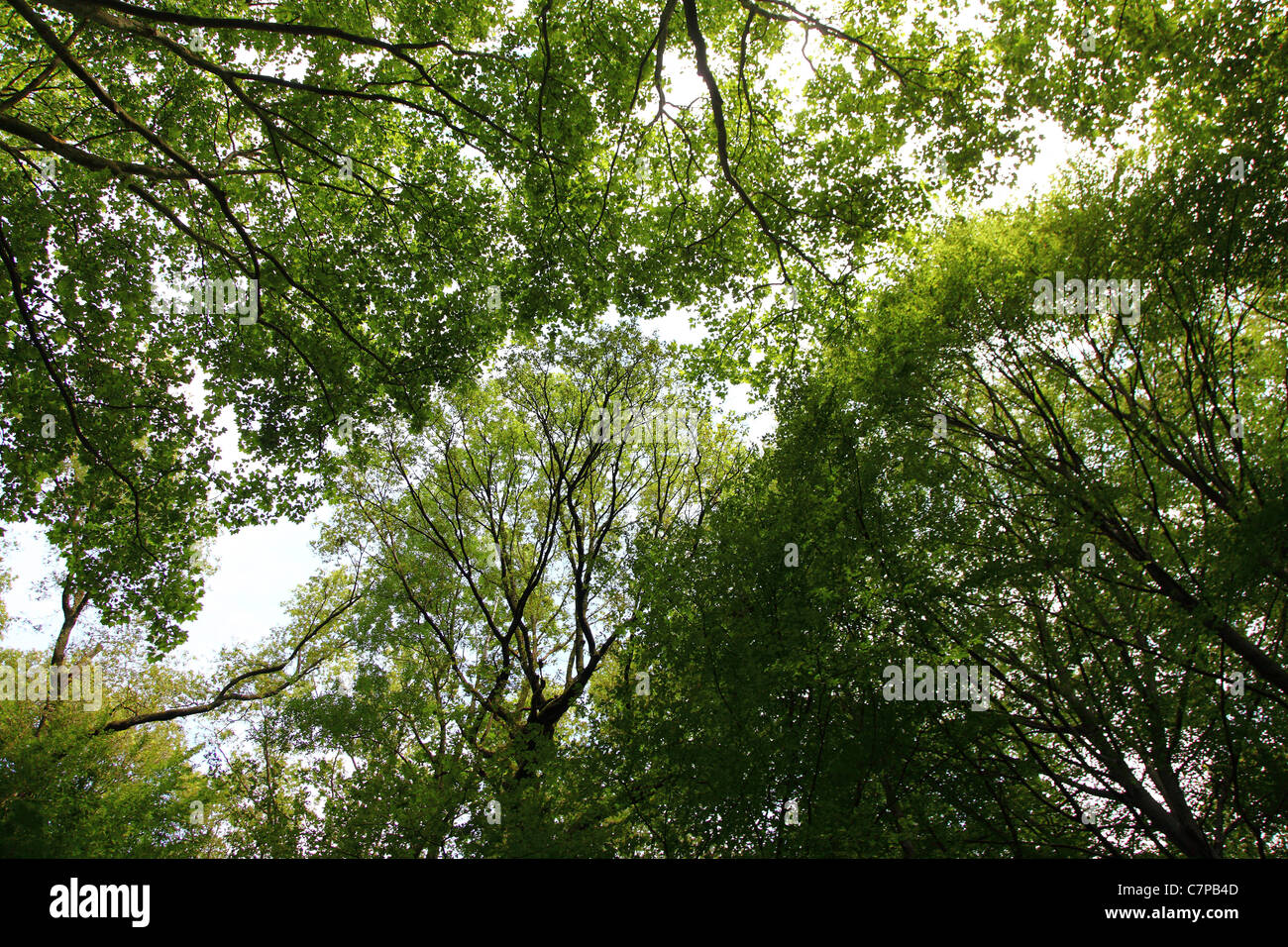 Wald, Bäume, Baldachin, Laubbäume. Stockfoto