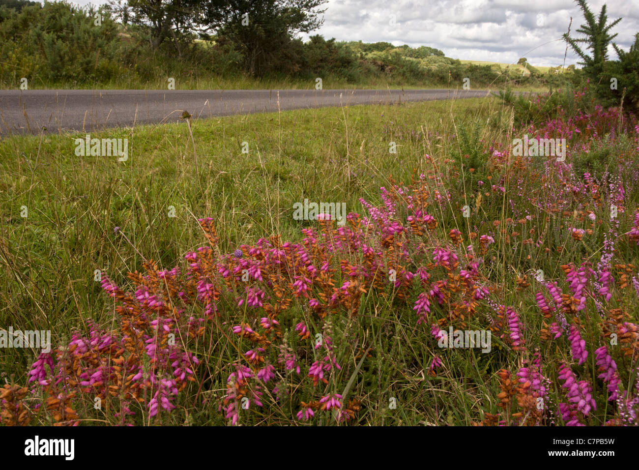 Am Straßenrand Rande auf Hartland Moor, mit der National seltenen Dorset Heide, Erica Ciliaris; Dorset. Stockfoto