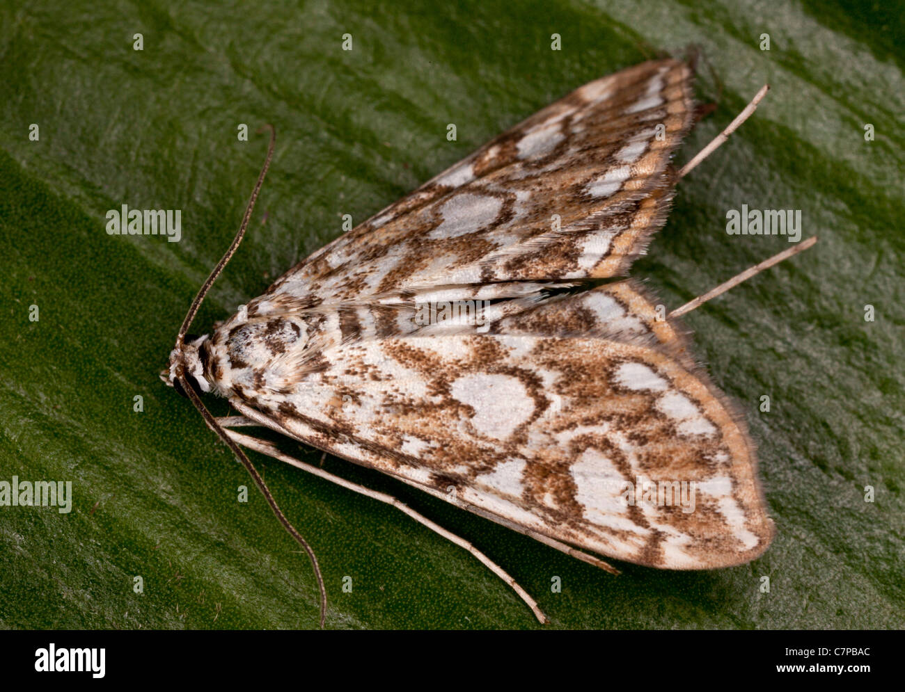 China Mark Motte, Nymphula Nympheata, Erwachsener. Die Larven sind aquatische. Dorset. Stockfoto