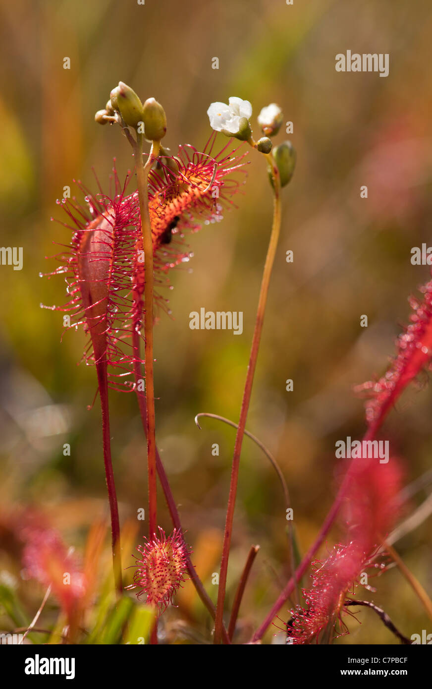 Großen Sonnentau, Drosera Anglica in Blüte. Insektenfresser Sumpf-Pflanze. Dorset. Stockfoto