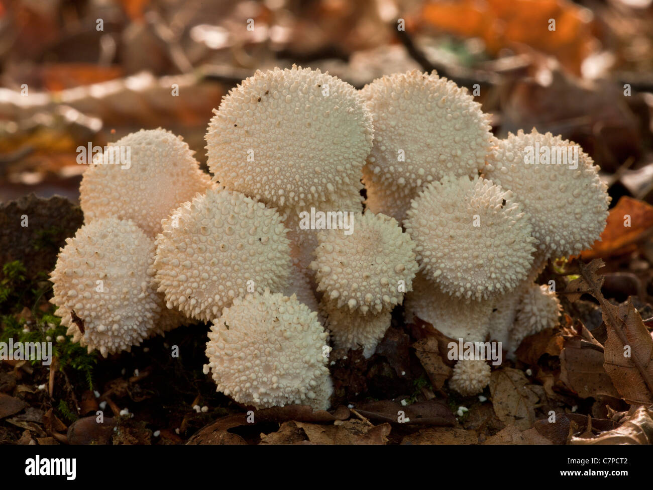 Eine Gruppe von gemeinsamen Flaschenboviste, Lycoperdon Perlatum im tiefen Schatten, New Forest. Stockfoto