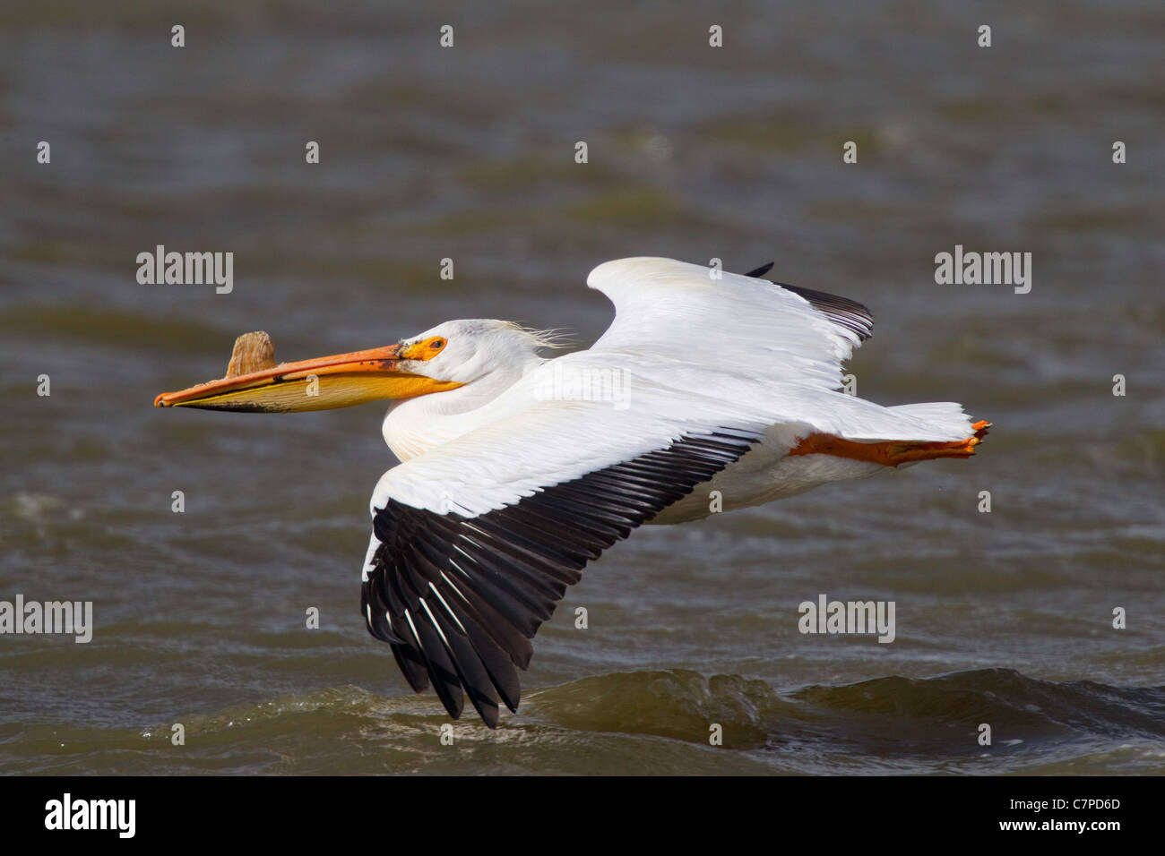 Amerikanischer weißer Pelikan Pelecanus Erythrorhynchos senken Sie Klamath National Wildlife Refuge, Kalifornien, USA Stockfoto